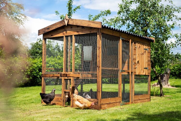 Starting with chickens - Smiths Sectional Buildings | BlogSmiths ...